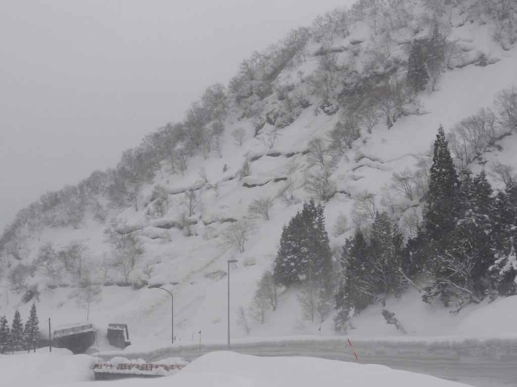 図2 国道353号線脇の斜面で発生した全層雪崩(津南町辰ノ口、2012年2月8日14時47分撮影)