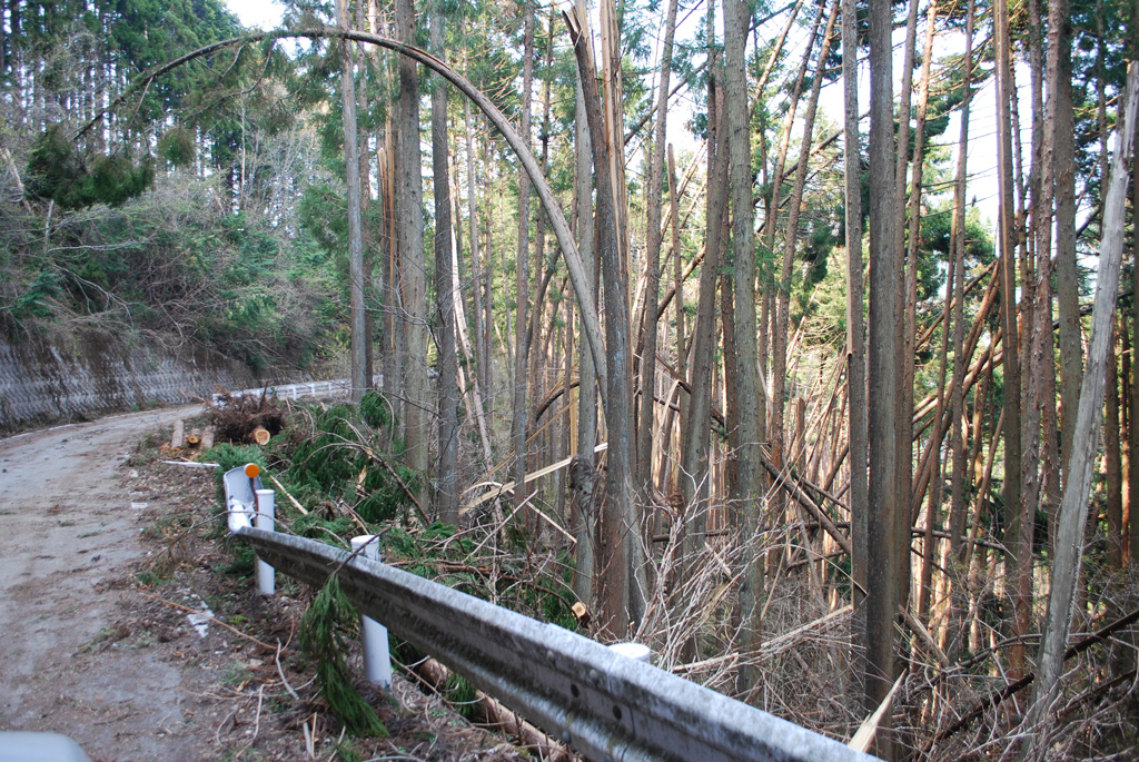 図3 粟野川流域(鹿沼市入粟野 横平林道:図1のLoc. 2)における被害状況.