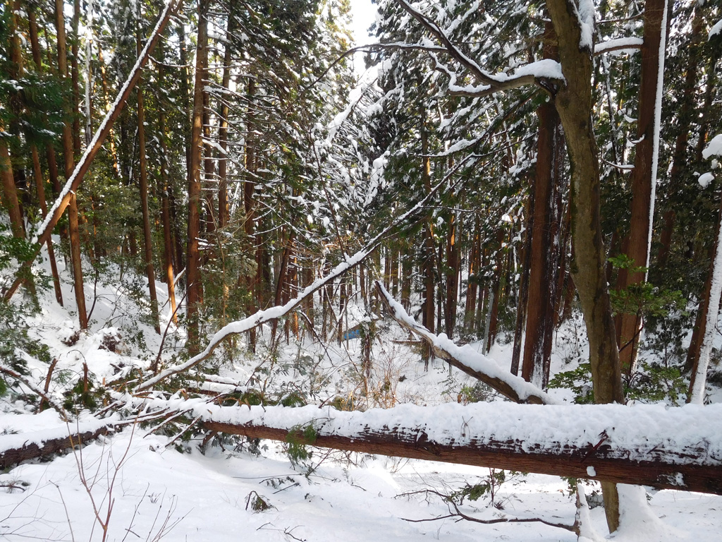 図2 「清水茶屋」西側の斜面から見下ろした冠雪害発生箇所の状況