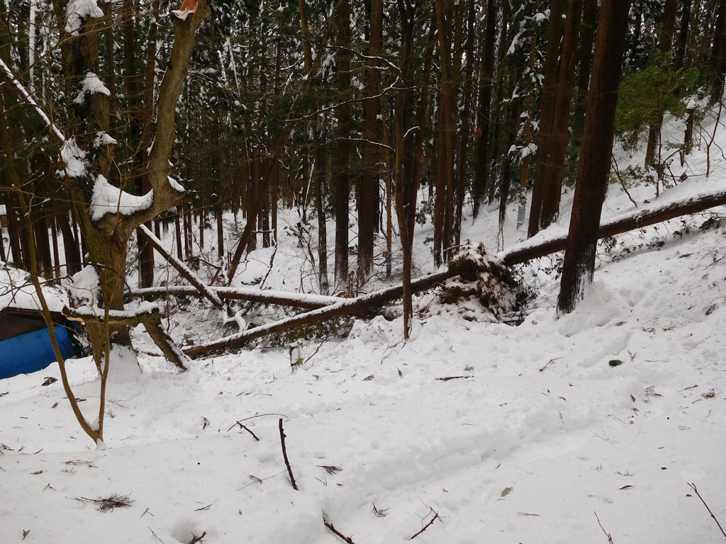 図4 死亡事故発生地点付近における冠雪害の状況