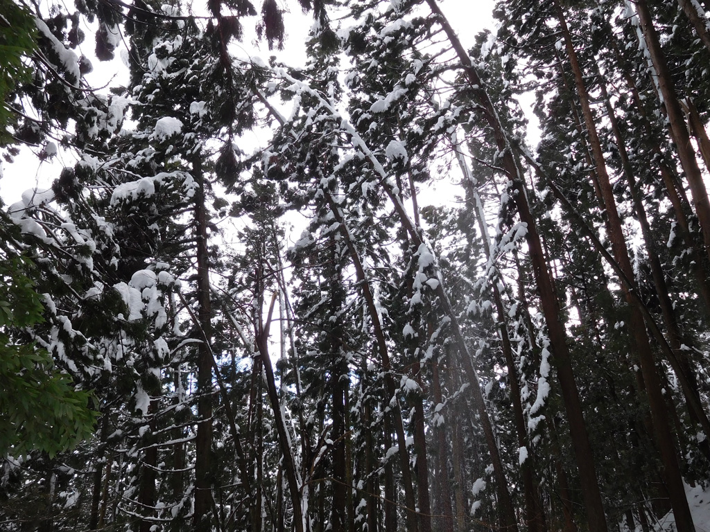 図5 冠雪したスギ林の状況 (1月15日13時ころ)