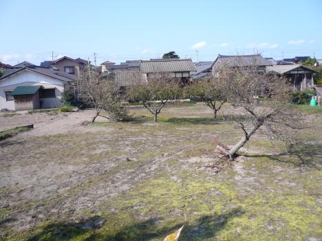 果樹の倒れ（村松浜地区：地点M007)
