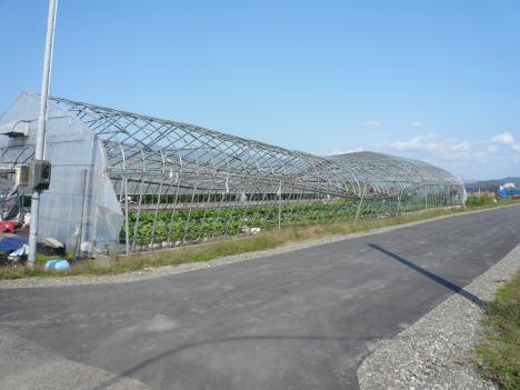 ビニールハウスの倒壊（中村浜（黒川）地区：地点N026）